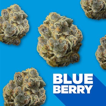 Spinach - Blueberry 3.5G / - Blueberry Dried Flower
